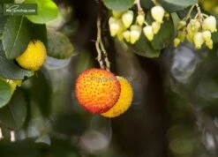 Arbutus Unedo - Totale Hoogte 60-80 Cm - Pot 8,4 Ltr -Planten Winkel 1981865643