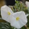 Convolvulus Cneorum - Totale Hoogte 35-45 - Pot Ø 22 Cm -Planten Winkel 1981920153