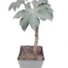 Tetrapanax Papyrifera - Totale Hoogte 30+ Cm - Pot 11 Cm -Planten Winkel 1982009886
