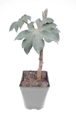 Tetrapanax Papyrifera - Totale Hoogte 30+ Cm - Pot 11 Cm