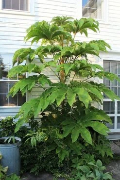 Tetrapanax Papyrifera - Totale Hoogte 30+ Cm - Pot 11 Cm -Planten Winkel 1982009892