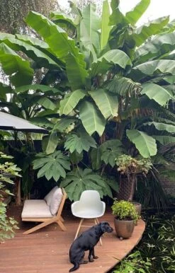 Musa Basjoo - Pot Ø 30 Cm -Planten Winkel 1982085162