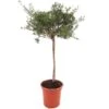 Galvezia Speciosa - Pot Ø 24 Cm 1 Galvezia Speciosa - Pot Ø 24 Cm -Planten Winkel 1982112495