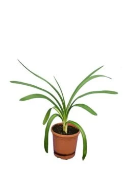 Agapanthus Africanus White - Pot Ø 20 Cm