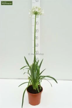 Agapanthus Africanus White - Pot Ø 20 Cm -Planten Winkel 1982912514