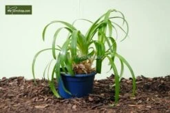 Agapanthus Africanus White - Pot Ø 20 Cm -Planten Winkel 1982912517