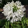 Agapanthus Africanus White - Pot Ø 24 Cm -Planten Winkel 1982913270