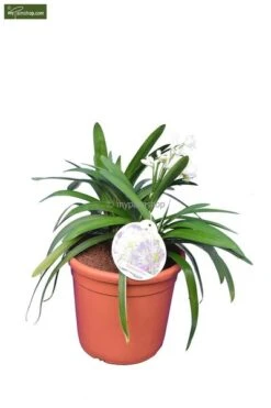 Agapanthus Africanus White - Pot Ø 24 Cm -Planten Winkel 1982913273