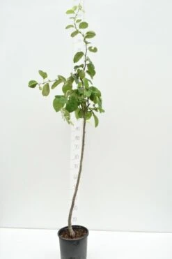 Cydonia Oblonga - Pot Ø 28 Cm -Planten Winkel 1984517040