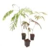 Albizia Julibrissin Set Van 3 - Pot 9 X 9 Cm