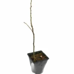 Albizia Julibrissin Set Van 3 - Pot 9 X 9 Cm -Planten Winkel 1984518075
