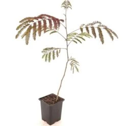Albizia Julibrissin Set Van 3 - Pot 9 X 9 Cm -Planten Winkel 1984518078