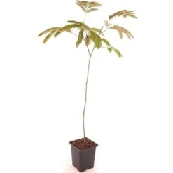 Albizia Julibrissin Set Van 3 - Pot 9 X 9 Cm -Planten Winkel 1984518081