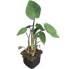 Colocasia Esculenta Pink China - Pot 9 X 9 Cm -Planten Winkel 1984519170
