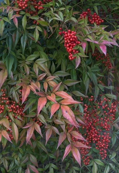 Nandina Domestica - Pot Ø 19 Cm 5 Nandina Domestica - Pot Ø 19 Cm - Afbeelding 3