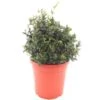 Jasminum Glaucum - Pot Ø 25 Cm -Planten Winkel 1987950780