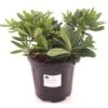Pittosporum Tobira 'Nanum' - Totale Hoogte 30-50 Cm - Pot Ø 26 Cm - 8 Ltr -Planten Winkel 1988162064