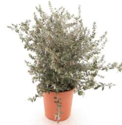 Eremophila Laanii - Pot Ø 26 Cm