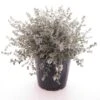 Teucrium Fruticans - Totale Hoogte 80-100 Cm - Pot Ø 45 Cm [pallet] -Planten Winkel 1988163540