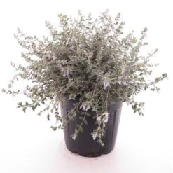 Teucrium Fruticans - Totale Hoogte 80-100 Cm - Pot Ø 45 Cm [pallet]