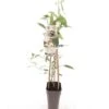 Actinidia Arguta Daddy Weiki - Pot 2 Ltr -Planten Winkel 1988384766