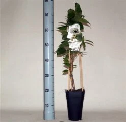 Actinidia Arguta Daddy Weiki - Pot 2 Ltr -Planten Winkel 1988384769