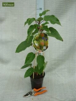 Actinidia Arguta Ken's Red 2 Ltr -Planten Winkel 1988384829