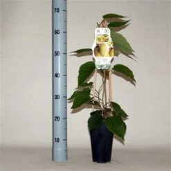 Actinidia Chinensis Hayward - Pot 2 Ltr -Planten Winkel 1988384865