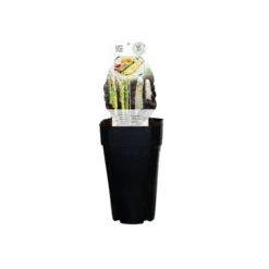 Asparagus Officinalis Gijnlim - Totale Hoogte 55-65 Cm - Pot 2 Ltr -Planten Winkel 1988385225