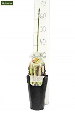 Asparagus Officinalis Gijnlim - Totale Hoogte 55-65 Cm - Pot 2 Ltr -Planten Winkel 1988385228