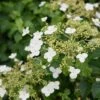 Hydrangea Anomala Var. Petiolaris 2 Ltr -Planten Winkel 1988391975