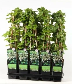 Hydrangea Anomala Var. Petiolaris 2 Ltr -Planten Winkel 1988391978