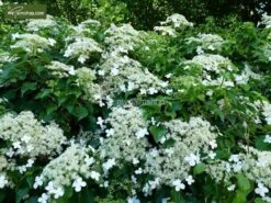 Hydrangea Anomala Var. Petiolaris 2 Ltr -Planten Winkel 1988391981