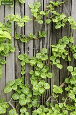 Hydrangea Anomala Var. Petiolaris 2 Ltr -Planten Winkel 1988391987