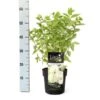Hydrangea Paniculata Little Lime - Totale Hoogte 30-40 Cm - Pot 3 Ltr -Planten Winkel 1988392479