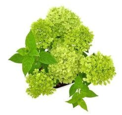 Hydrangea Paniculata Little Lime - Totale Hoogte 30-40 Cm - Pot 3 Ltr -Planten Winkel 1988392482