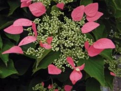 Schizophragma Hydrangeoides Roseum - Pot Ø 17 Cm -Planten Winkel 1988397882