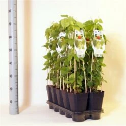 Humulus Lupulus - Totale Hoogte 20-40 Cm - Pot 2 Ltr -Planten Winkel 1988399253