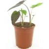 Colocasia Esculenta Madeira - Pot 11 X 11 Cm 2 Colocasia Esculenta Madeira - Pot 11 X 11 Cm -Planten Winkel 1988419287