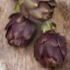 Cynara Scolymus Purple Of Romagna - Pot 2 Ltr -Planten Winkel 1988459601