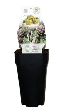Cynara Scolymus Purple Of Romagna - Pot 2 Ltr -Planten Winkel 1988459604