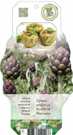 Cynara Scolymus Purple Of Romagna - Pot 2 Ltr -Planten Winkel 1988459607