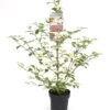 Viburnum Plicatum Kilimandjaro Sunrise - Pot 3 Ltr