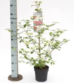 Viburnum Plicatum Kilimandjaro Sunrise - Pot 3 Ltr 9 Viburnum Plicatum Kilimandjaro Sunrise - Pot 3 Ltr -Planten Winkel 1988460516