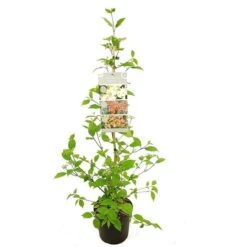 Viburnum Plicatum Kilimandjaro Sunrise - Pot 3 Ltr 11 Viburnum Plicatum Kilimandjaro Sunrise - Pot 3 Ltr -Planten Winkel 1988460522