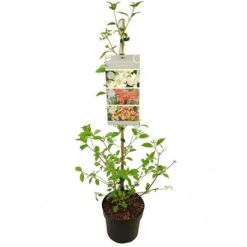Viburnum Plicatum Kilimandjaro Sunrise - Pot 3 Ltr 12 Viburnum Plicatum Kilimandjaro Sunrise - Pot 3 Ltr -Planten Winkel 1988460525