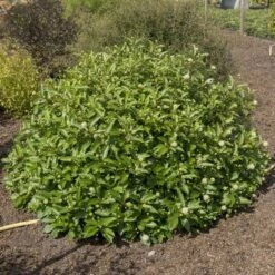 Cephalanthus Magical Moonlight - Pot 3 Ltr -Planten Winkel 1988461044