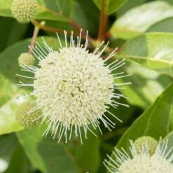 Cephalanthus Magical Moonlight - Pot 3 Ltr -Planten Winkel 1988461047