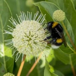 Cephalanthus Magical Moonlight - Pot 3 Ltr -Planten Winkel 1988461050