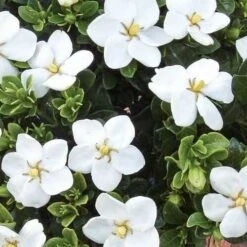 Gardenia Jasminoides Kleim's Hardy - Pot Ø 19 Cm -Planten Winkel 1988465415